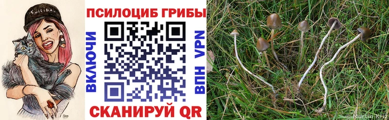 ссылка на мегу как войти  Нижневартовск  Псилоцибиновые грибы Psilocybine cubensis 